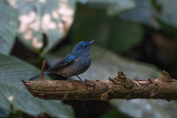 pale blue flycatcher or Cyornis unicolor seen in Karimganj, Assam, India