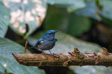 pale blue flycatcher or Cyornis unicolor seen in Karimganj, Assam, India