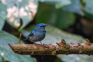 pale blue flycatcher or Cyornis unicolor seen in Karimganj, Assam, India