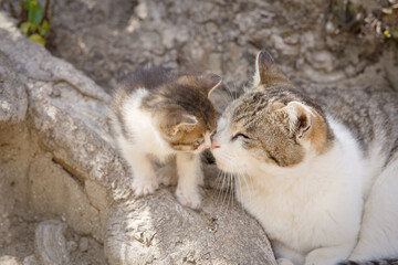 春、甘える仔猫と母猫