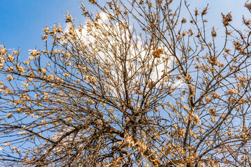 This photograph captures the intricate, branching silhouette of a dry or late-autumn tree stretching into a bright blue sky. The few remaining dry leaves and seed pods cling to the branches