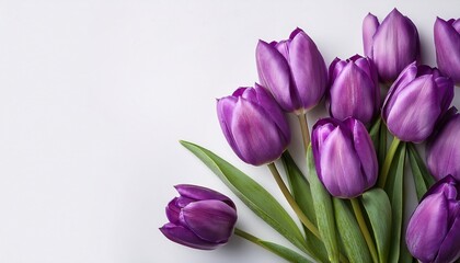 purple tulips on a white