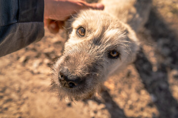 A close-up image capturing the affectionate moment between a human and a friendly dog. The dog, with a scruffy light brown coat and expressive eyes, looks up endearingly as a hand gently pets its head