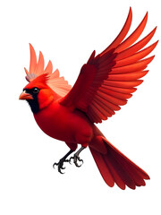 Fototapeta premium A stunning view of a brilliant red cardinal bird in full flight, isolated against white.