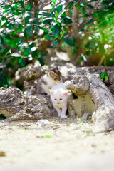 春、まだ産まれて間もない仔猫