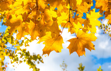 yellow maple leaves