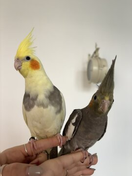 Amigos con Plumas