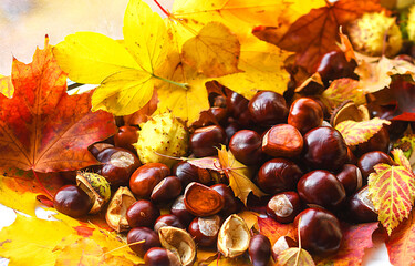 autumn leaves and chestnuts
