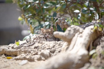 春、まだ産まれて間もない仔猫