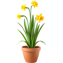 Vibrant yellow daffodils in a terracotta pot. Springtime blooms.