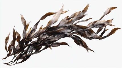 Dried seaweed kelp background texture marine algae brown sea plant food ingredient for culinary use  