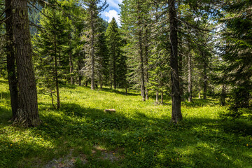Amidst dense forests