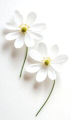 Obraz premium Elegant White Flowers with Yellow Accents on White Background in Minimalist Style