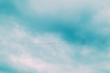 At spring dusk in Yilan, Taiwan, a flock of birds is captured flying in a perfect V formation against a calming sky.