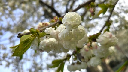 White double cherry blossoms on a branch with fresh green leaves. Close-up view of the spring bloom with a soft, natural background. Captures the gentle beauty of seasonal flowering.