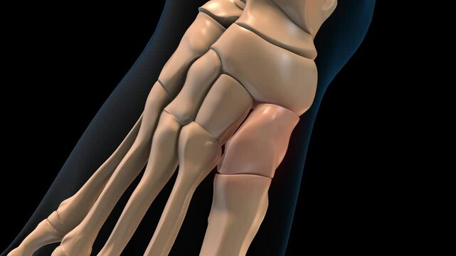 human skeleton medial cuneiform bone pain anatomy for medical concept 3D rendering