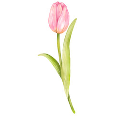 pink tulip isolated