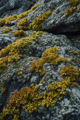 A close-up of lichens on rocks, highlighting their intricate structures in a detailed and fascinating natural composition
