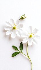 Obraz premium Elegant White Flowers, Delicate Petals, Yellow Stamens on White Background