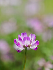 愛らしい春の野のレンゲソウ