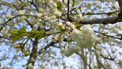 Cherry blossom branch with white flowers and pink-tipped buds against a soft-focus spring background. Captures the delicate beauty of early bloom in natural daylight.