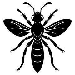 Mud dauber silhouette vector illustration 