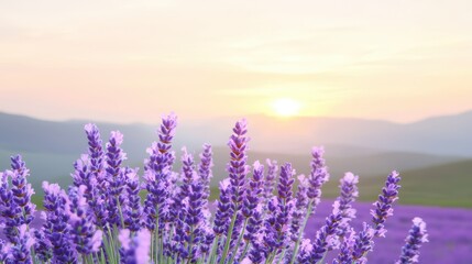 Obraz premium A serene lavender field at sunrise, showcasing vibrant purple flowers against a backdrop of rolling hills and a soft, pastel sky. Perfect for nature and tranquility themes.
