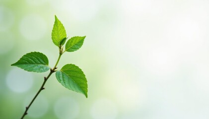 Single delicate sapling, vibrant green leaves, stark white backdrop, sprout, plant