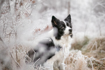 Border Collie Portrait with Cute Look in Winter Cold Nature. Adorable Black and White Dog next to Frost Plant Outside.