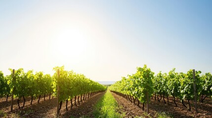A vibrant vineyard scene stretches towards the horizon under a bright sun. Lush grapevines line the rows, illustrating the beauty of nature and agriculture in harmony.