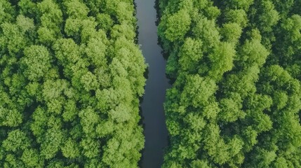 An aerial view of a lush green forest, with a winding river cutting through the dense foliage, showcasing the beauty and tranquility of nature's untouched landscapes.
