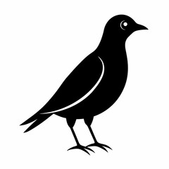 vector illustration of a crow