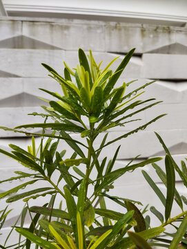 Tree of the genus Podocarpus, Podocarpaceae, white wall background