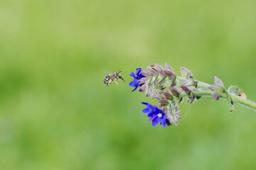 bee on a flower