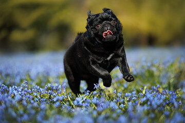 happy pug dog running on a field of blue scilla flowers
