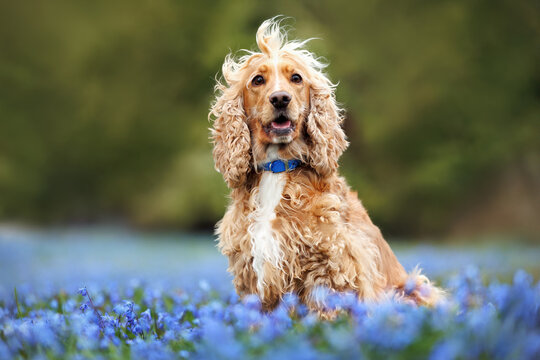 funny english cocker spaniel dog posing on a field of blooming scilla flowers