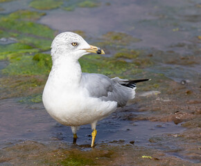 Obraz premium Ring-billed Gull