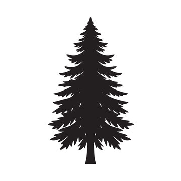 Spruce tree silhouette for evergreen themes