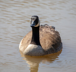 Canada Goose