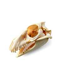 detailed sea fish skull