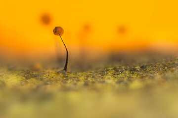 Slime molds. Mysterious creatures of nature. Natural background.