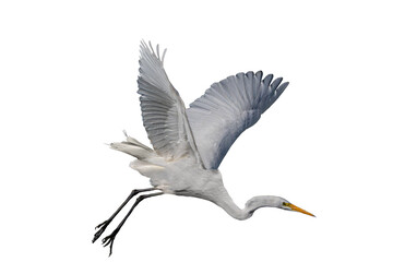 Great Egret (Ardea alba) Photo, in Flight, on a Transparent Isolated PNG Background