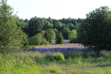 green forests in midsummer sunny day