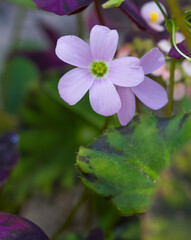 Beautiful close-up of oxalis triangularis