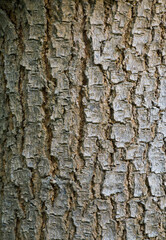 Beautiful close-up of the bark of grevillea robusta
