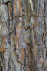 Beautiful close-up of the bark of crataegus pinnatifid