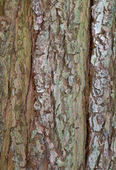 Beautiful close-up of the bark of cunninghamia konishii