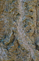 Beautiful close-up of the bark of phellodendron amurense
