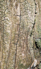 Obraz premium Beautiful close-up of the bark of tetradium daniellii