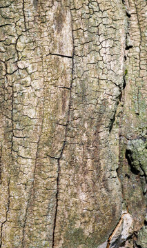 Beautiful close-up of the bark of tetradium daniellii